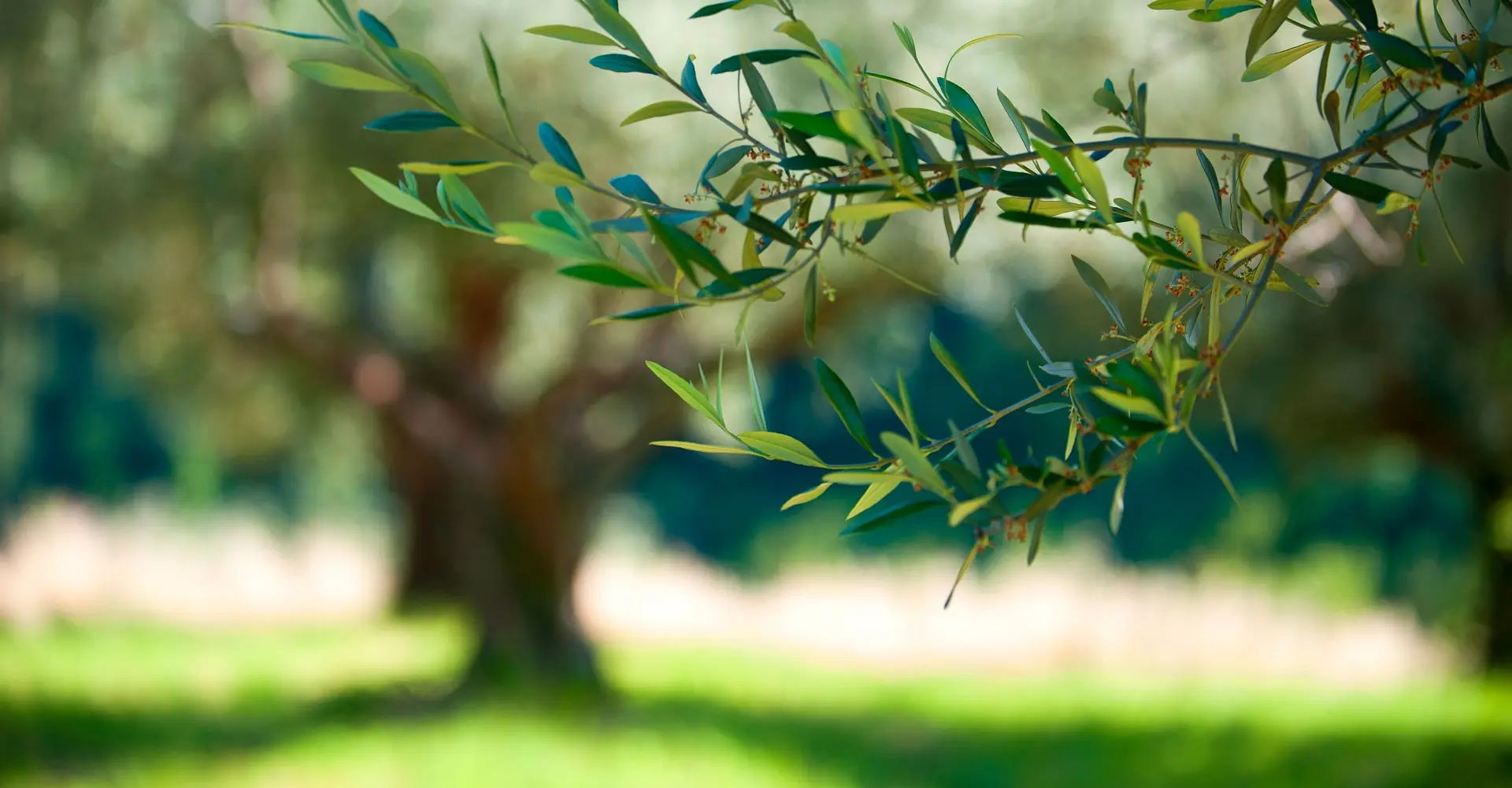 Aydın Naturel Sızma Zeytinyağı Üretimi