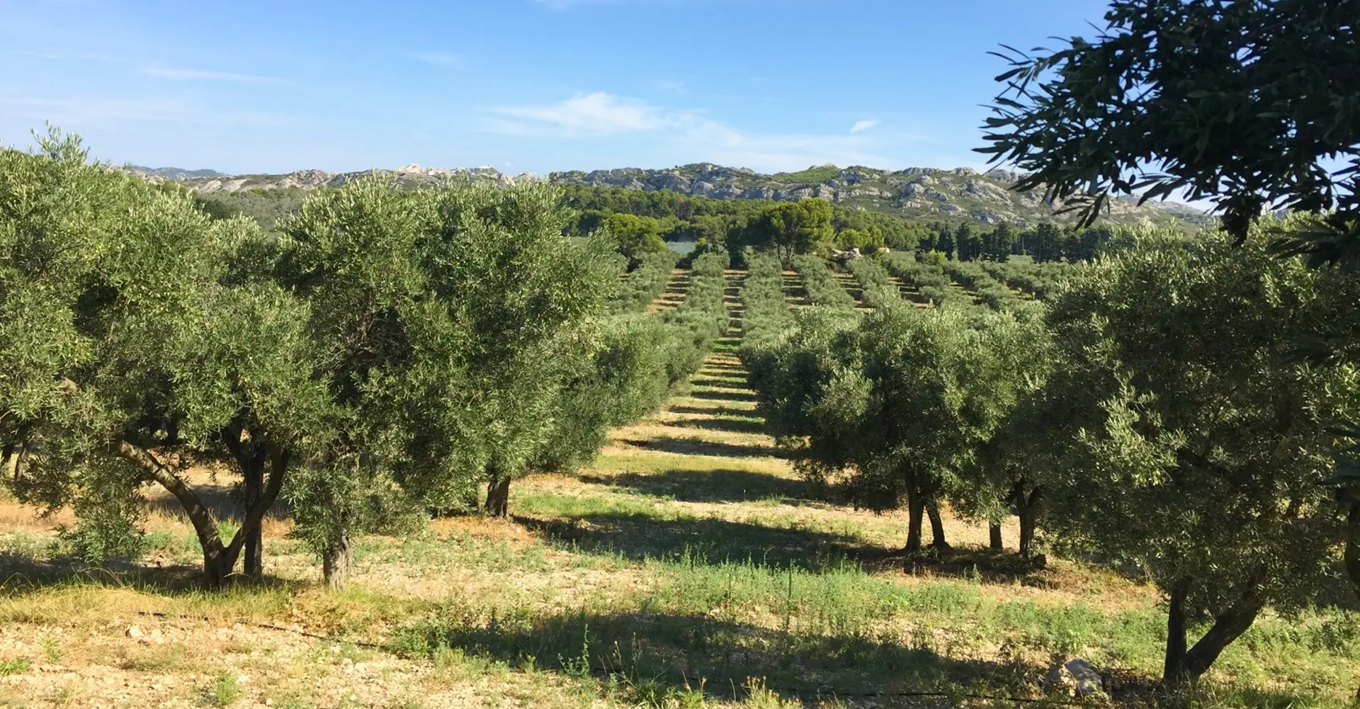 Fason Zeytinyağı Dolum Hizmeti