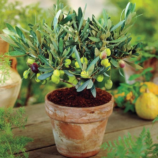 Zeytin’in Hikayesi