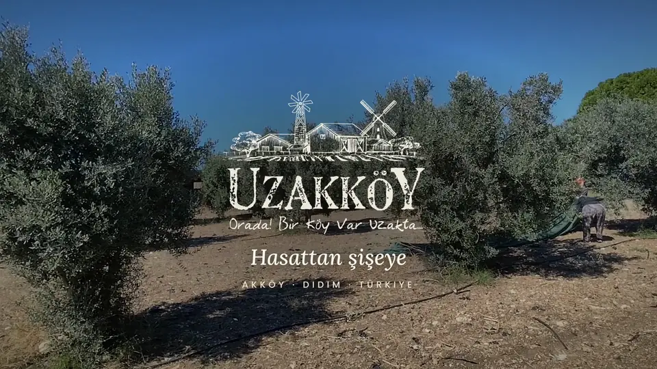 Uzakköy zeytinliğinde hasat ve Hasattan Şişeye video kapağı